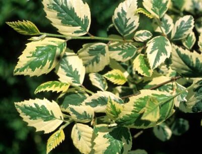 Brzoza nadrzeczna SHILOH SPLASH Betula nigra C5/60cm *K8
