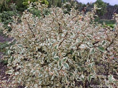 Brzoza nadrzeczna SHILOH SPLASH Betula nigra C5/60cm *K8