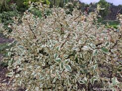 Brzoza nadrzeczna SHILOH SPLASH Betula nigra C5/60cm *K8
