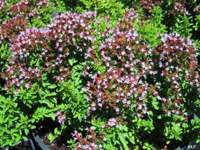 OREGANO Lebiodka Pospolita Origanum vulgare /C2 *7