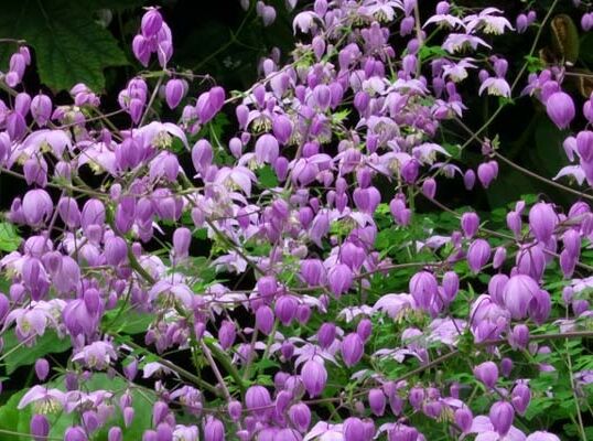 Rutewka Delavaya Thalictrum delavayi /P11 *K16