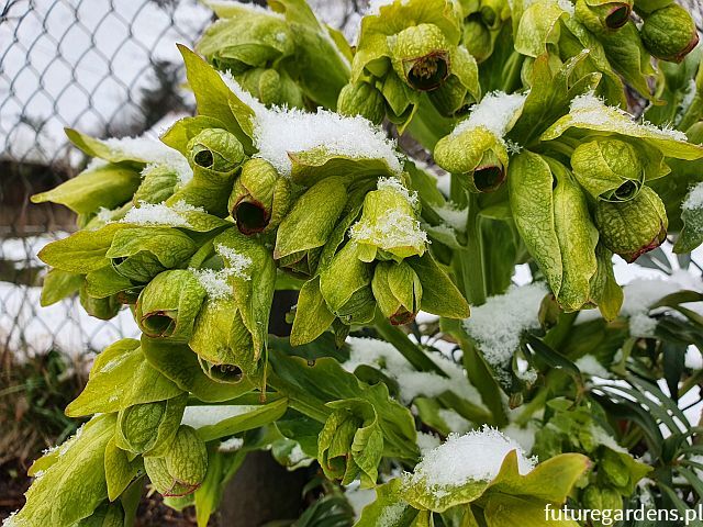 Ciemiernik cuchnący Helleborus foetidus /P13 *K25