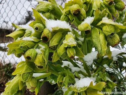 Ciemiernik cuchnący Helleborus foetidus /P13 *K25