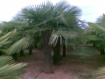 Palma mrozoodporna Trachycarpus Fortunei (wys. pnia 145-170 cm.)