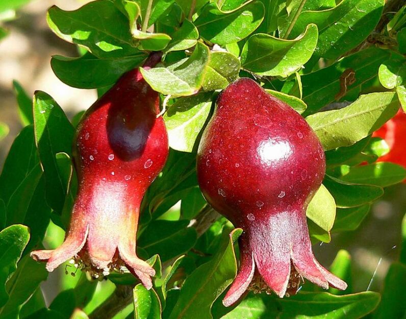 Granatowiec karłowy NANA GRACILISSIMA Punica granatum Granat C3/10cm *K15w1