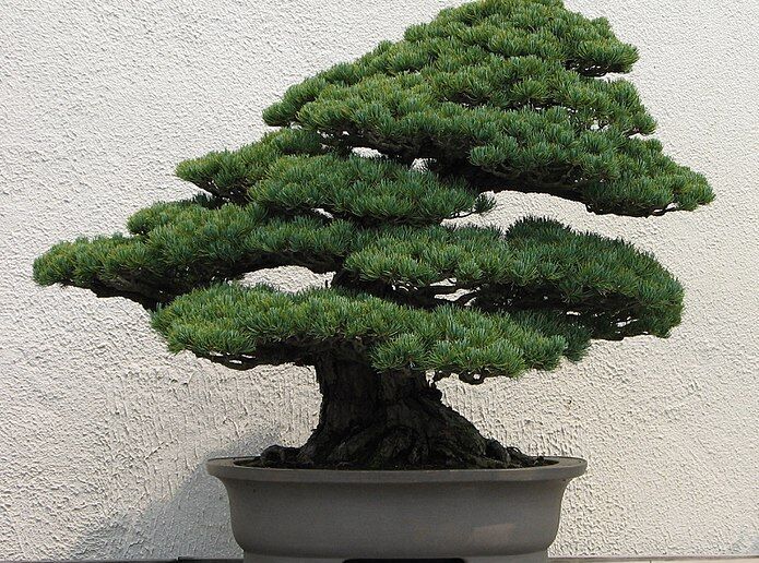 Sosna drobnokwiatowa Bergmana Pinus parviflora C7,5/40-50cm *T43