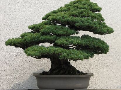 Sosna drobnokwiatowa Bergmana Pinus parviflora C7,5/40-50cm *K4