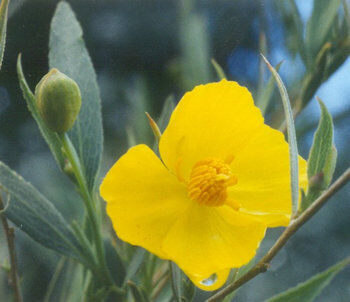 Dendromecon rigida Krzew makowy C2/50cm *9