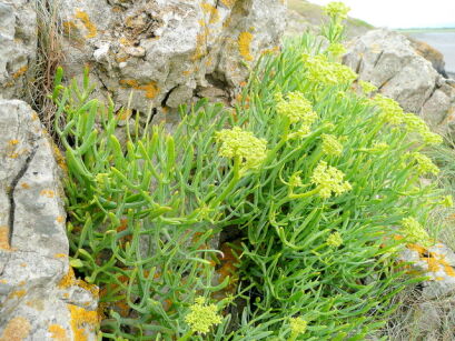 Kowniatek nadmorski Crithmum maritimum in. koper morski, babia sól nadmorska /P9 *K16