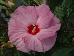 Hibiscus bylinowy XXL odmiana PARTY FAVOR Ketmia /C5