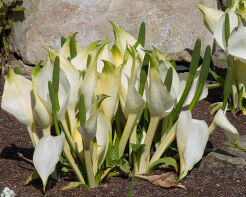 Tulejnik kamczacki Lysichiton camtschatcensis /C5 *K25