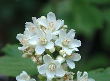 Jamesia americana C2/30-50cm *P26