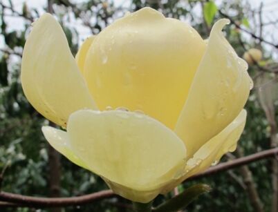Magnolia HONEY TULIP® C2/20-30cm *21T