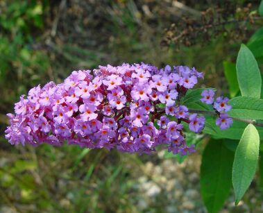 Budleja REVE DE PAPILLON 'Minpap' Buddleja davidii /C5