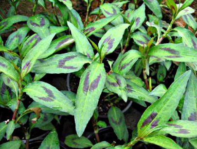 Persicaria wonna 'Vietnamese Coriander' Persicaria odorata zw.Wietnamska kolendra /C2 *T