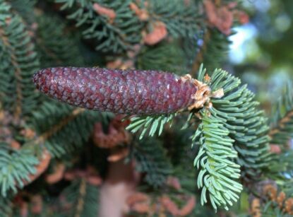 Świerk chiński Picea asperata C2/40cm