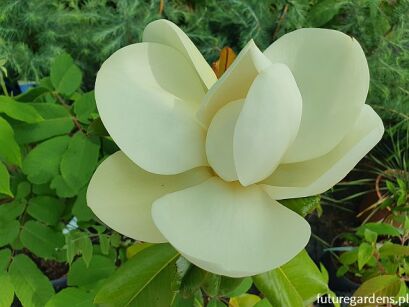 Magnolia grandiflora BRACKENS BROWN BEAUTY Zimozielona wielkokwiatowa C3/60-80cm *K11