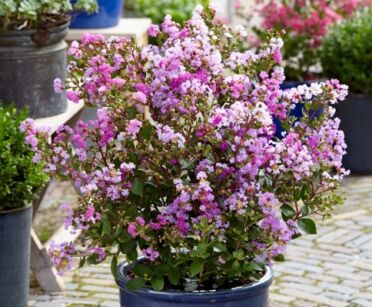 Lagerstroemia karłowa WITH LOVE® ETERNAL 'Milavio' L.indica Bez południa /C2 *K9