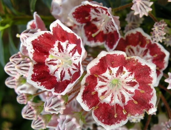 Kalmia szerokolistna MINUET Kalmia latifolia C4/40-60cm *T19