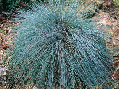 Kostrzewa popielata INTENSE BLUE  Festuca glauca /C2 *K5