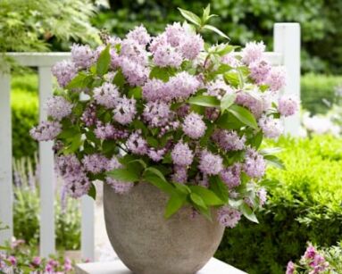 Żylistek RASPBERRY SUNDAE® 'Low 18' Deutzia /C3 *K23