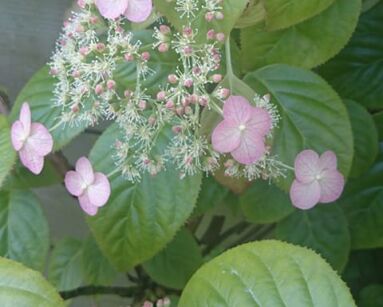 Hortensja pnąca CRUG CORAL Hydrangea anomala glabra C2/40-50cm *T51