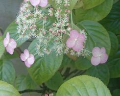 Hortensja pnąca CRUG CORAL Hydrangea anomala glabra C2/60cm *K8