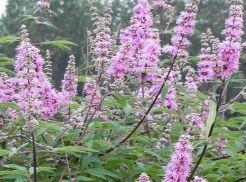 Niepokalanek korzenny PINK PINNACLE Vitex agnus castus Pieprz mnisi /C2 *K11