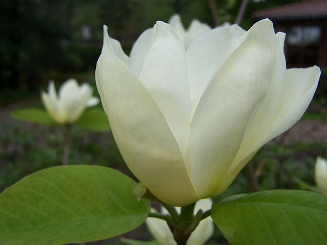 Magnolia denudata YELLOW RIVER syn. 'Fei Huang' C5/120-140cm *TS/L