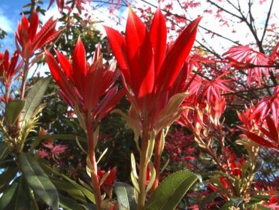 Pieris japoński RED MILL C7,5/50-70cm