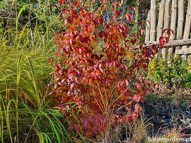 Kalina śliwolistna Mrs Henry's Large Viburnum prunifolium C2/40-60cm *K18