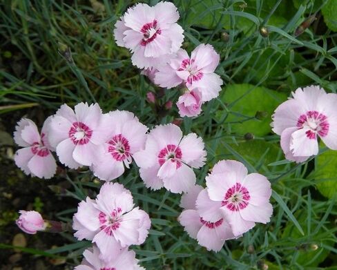 Goździk pierzasty NANUS SWEETNESS Dianthus plumarius /C1,5