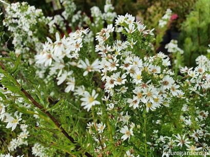 Aster wrzosolistny GOLDEN SPRAY Symphyotrichum ericoides /C2 *K7