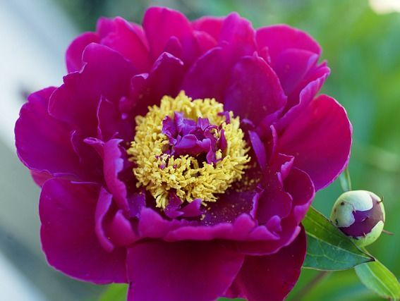 Piwonia drzewiasta SHIKOU (purpurowa) Paeonia suffruticosa /C4 *K9