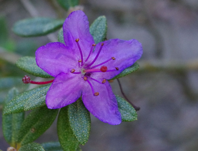 Rhododendron violaceum Różanecznik /C2
