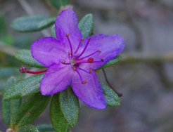 Rhododendron violaceum Różanecznik /C2 *K15