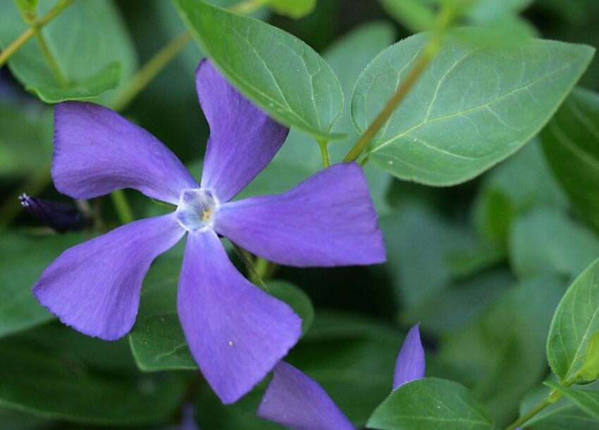 Barwinek WIĘKSZY Vinca MAJOR /P11