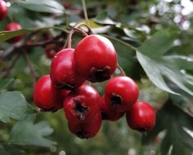 Głóg schraderiana Crataegus schraderiana C3/1,2-1,4m *K6