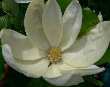 Magnolia x thompsoniana OLMENHOF C3/20-50cm *K8