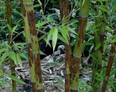 Bambus czarny BORYANA Phyllostachys nigra C5/1-1,2m *TP