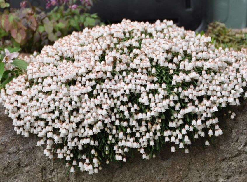 Kasiopeja widłakowata BEATRICE LILLEY Cassiope lycopodioides /P9