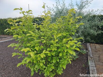  Oriksa japońska Orixa japonica C15/100-120cm *K6