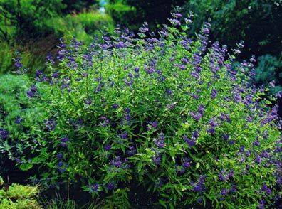 Barbula klandońska DARK KNIGHT Caryopteris clandonensis /C2 *T15