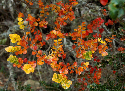 Bukan Cunninghama Nothofagus cunninghamii C3/80-100cm *K8