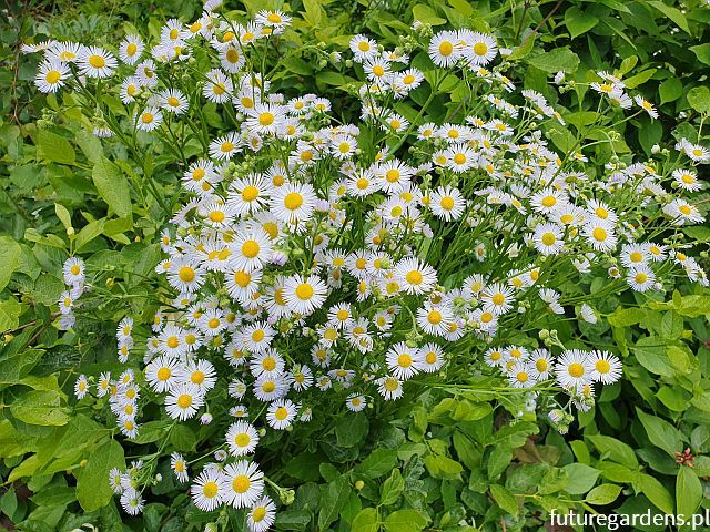Przymiotno białe Erigeron annuus /C2 *K7