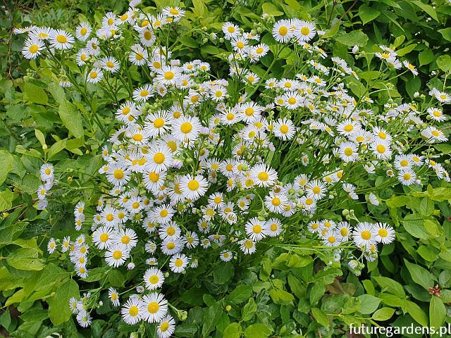 Przymiotno białe Erigeron annuus /P11 *K7