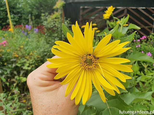 Rożnik przerośnięty Silphium perfoliatum /C1,5 *K7