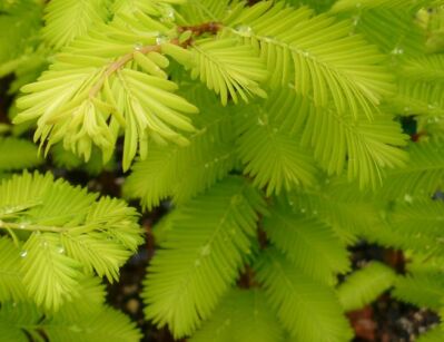 Metasekwoja chińska GOLDRUSH 'Ogon' Metasequoia glyptostroboides C5/80-120cm *K5