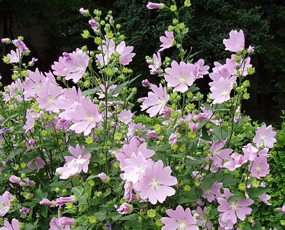 Ślazówka LILAC LADY Lavatera /C2 *8T