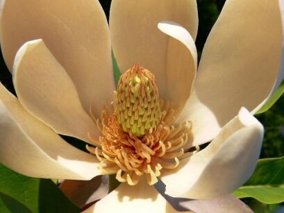 Magnolia officinalis var. BILOBA M.lekarska /P9 *K11